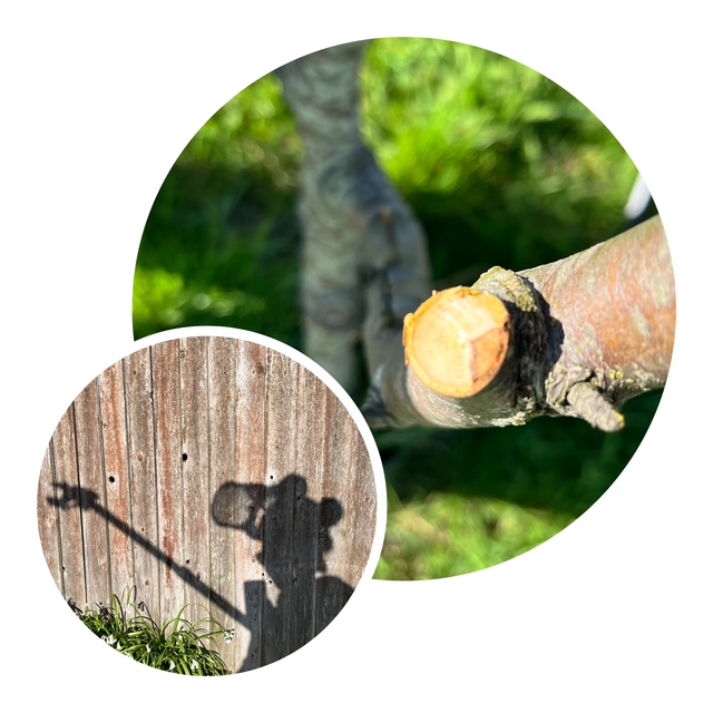Gardener: Image 3
